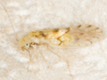 Trichopsocus clarus